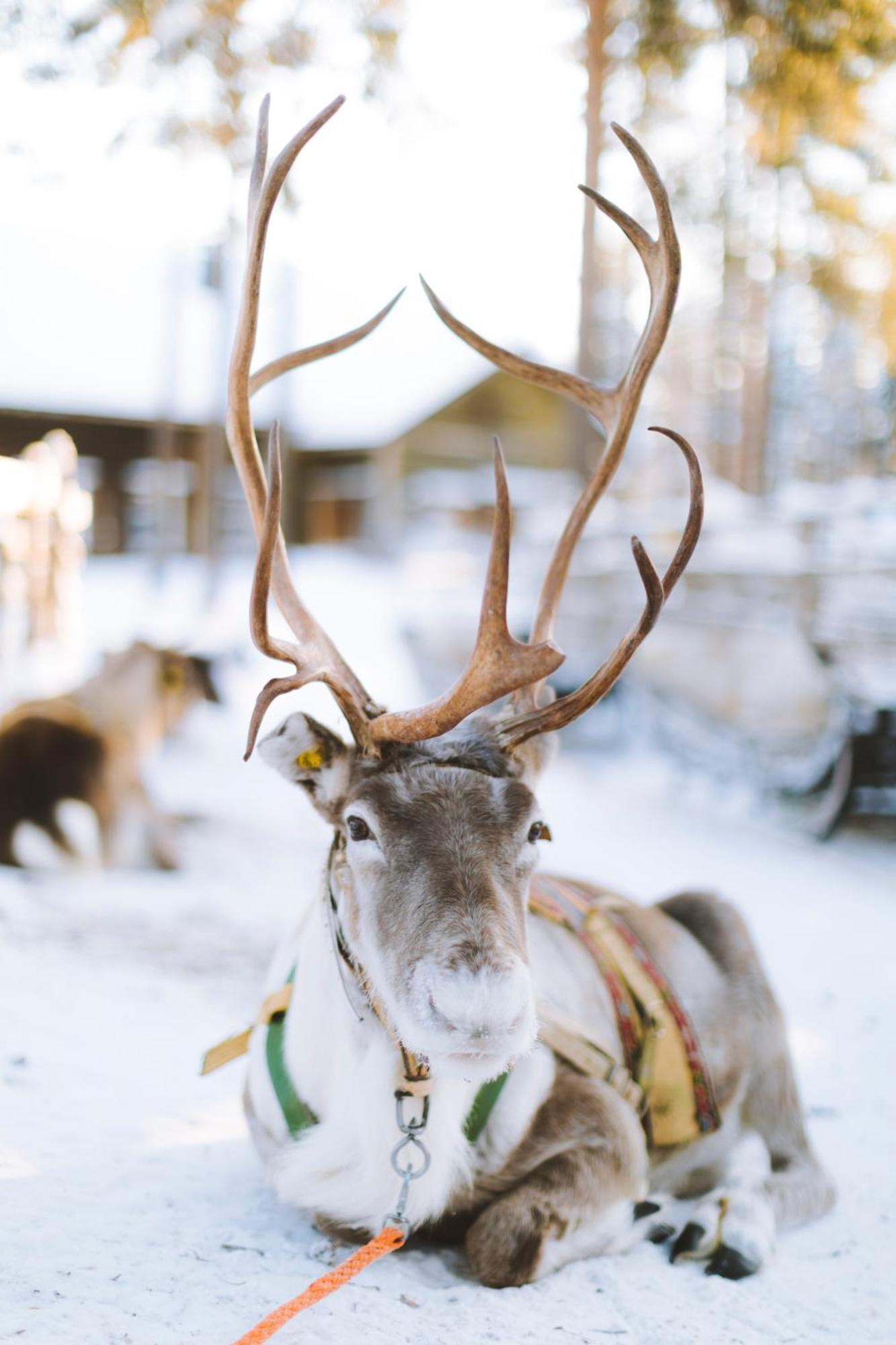 Reindeer Manor Levi Otel Dış mekan fotoğraf